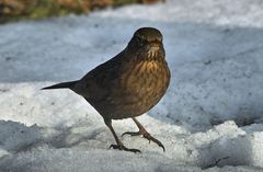 Amsel (weib.) 1/10