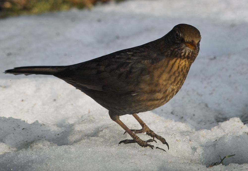 Amsel (weib.) 2/10