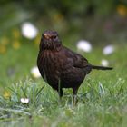 Amsel (weib.) 3/10