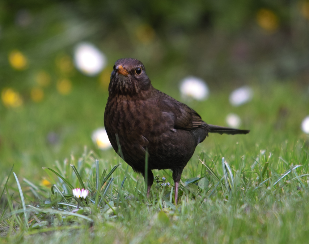 Amsel (weib.) 3/10