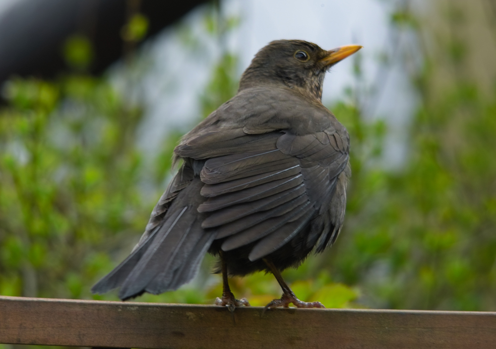 Amsel (weib.) 4/10