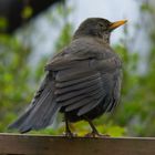 Amsel (weib.) 4/10