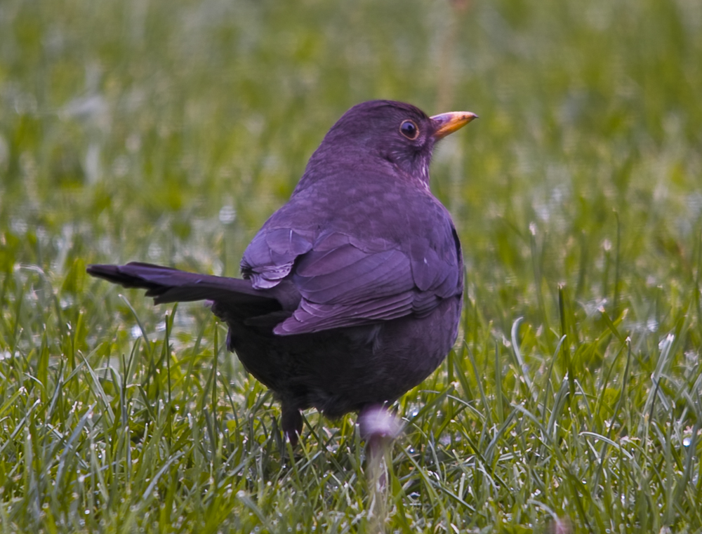 Amsel (weib.) 5/10