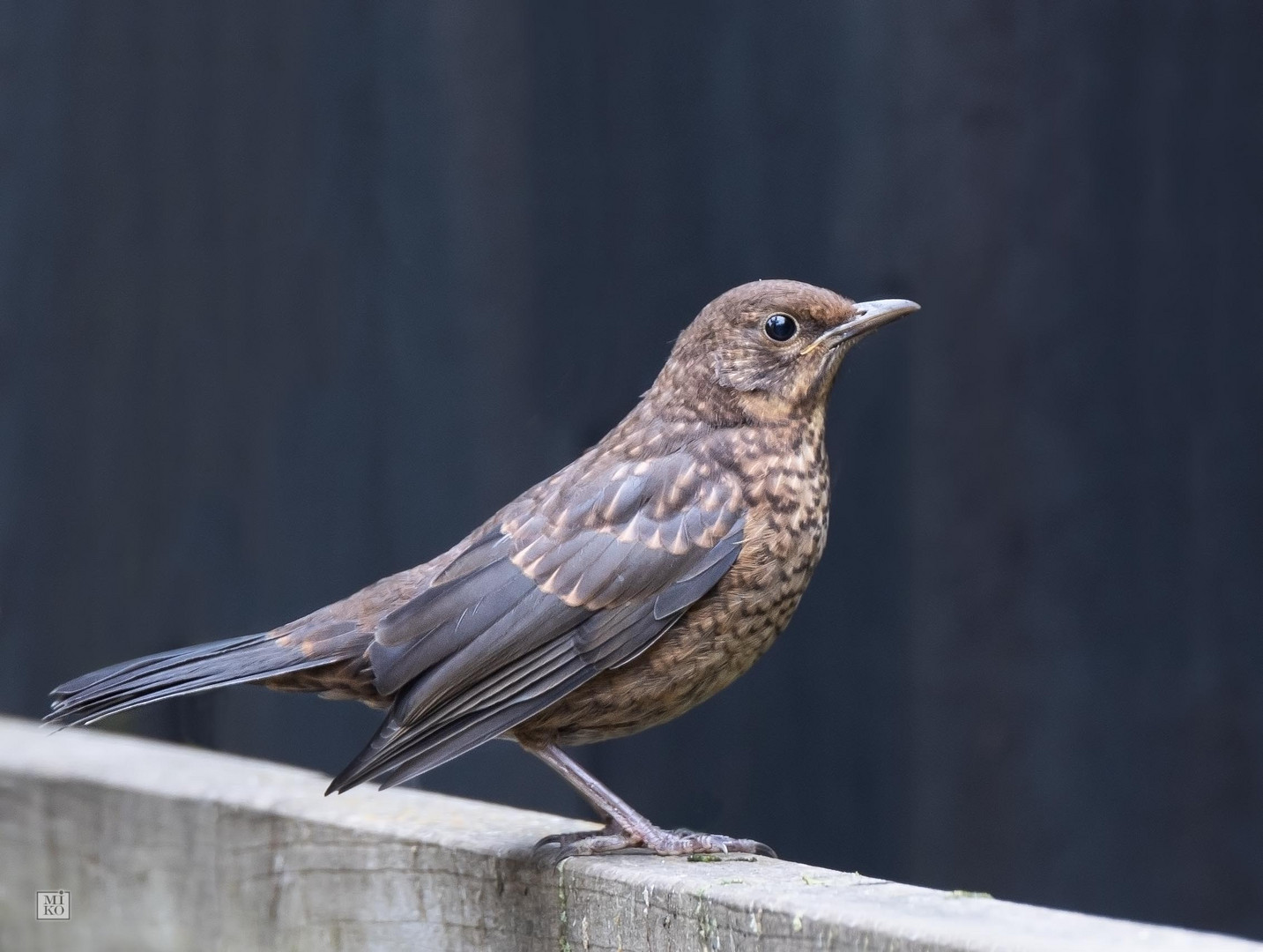 Amsel-Weibchen