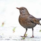 Amsel [Weibchen]