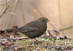 Amsel Weibchen