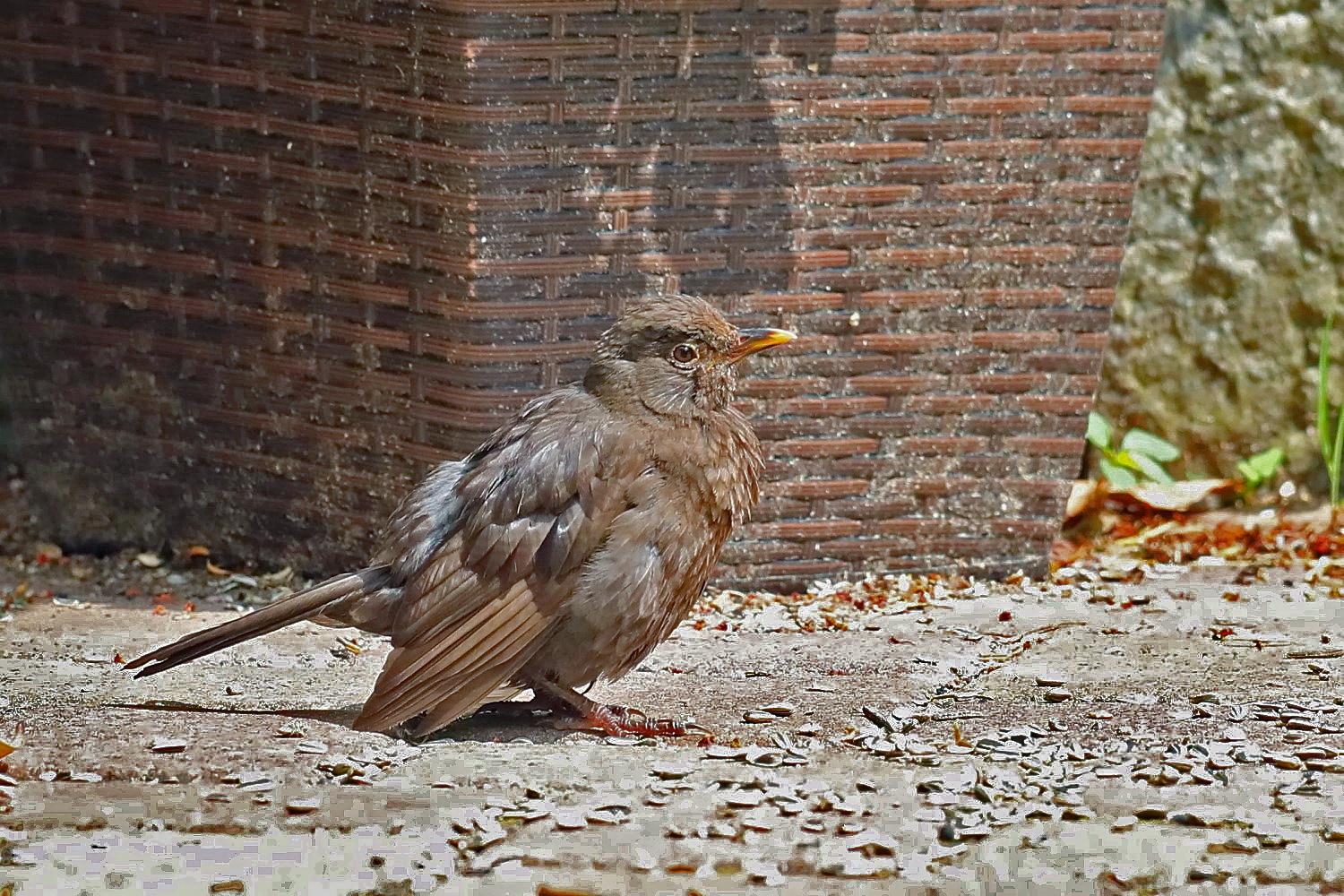 Amsel [Weibchen]