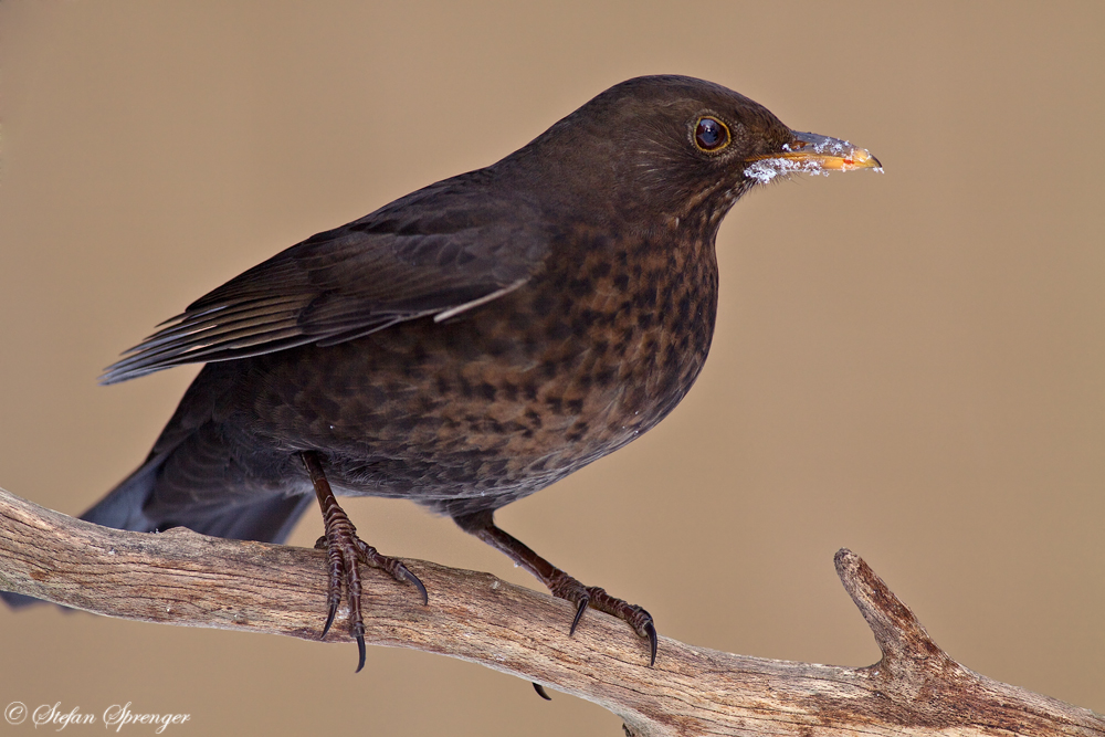 Amsel - Weibchen 1/09