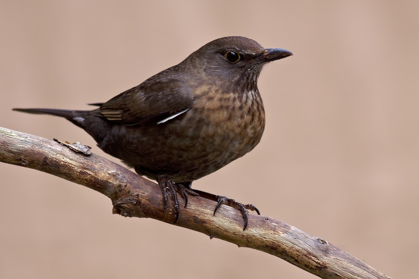 Amsel - Weibchen 1/10