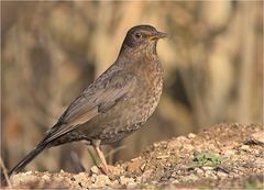 Amsel Weibchen