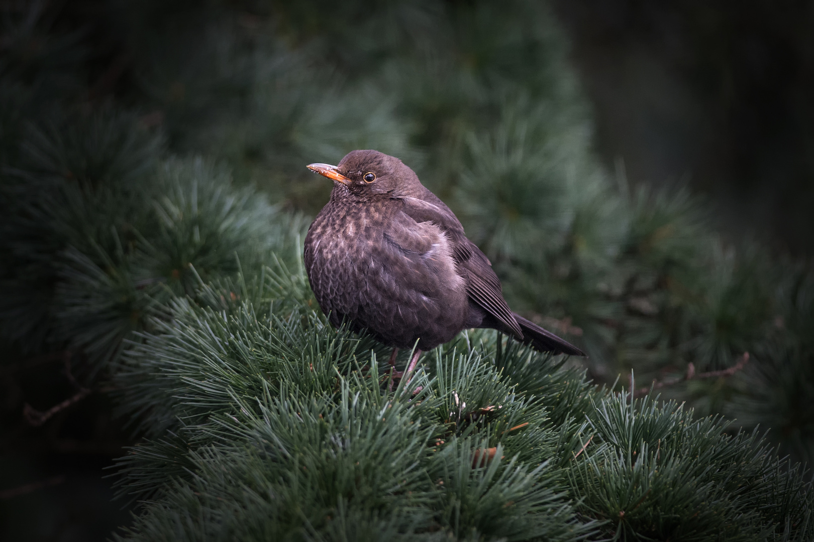 Amsel Weibchen / 2