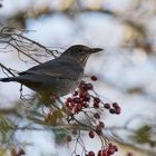 Amsel - Weibchen