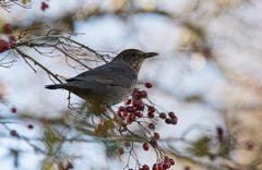 Amsel - Weibchen