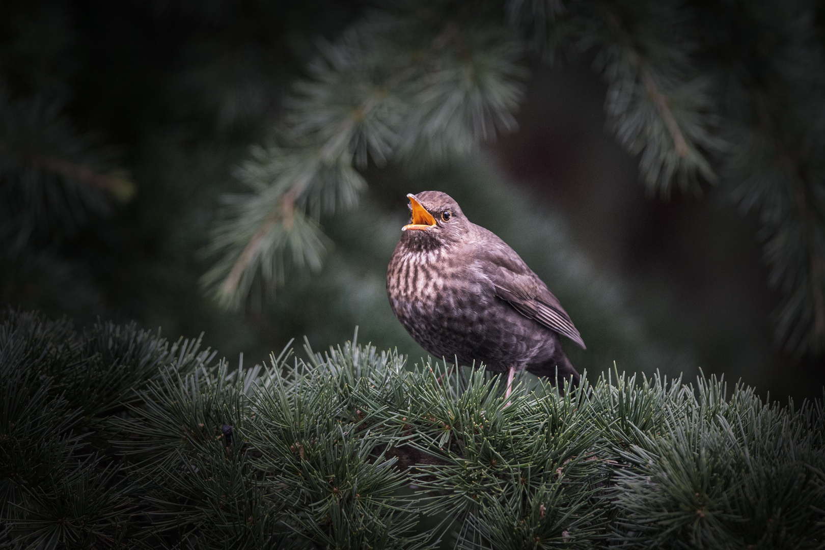 Amsel Weibchen / 3