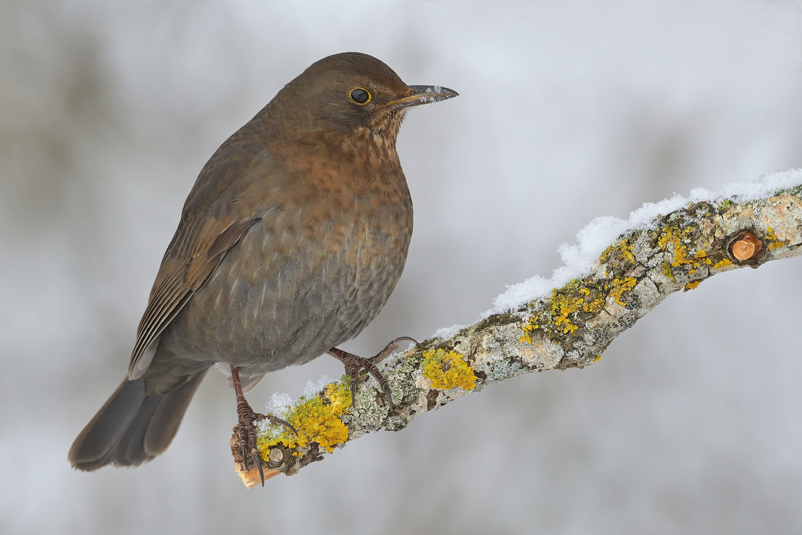 Amsel Weibchen