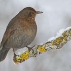 Amsel Weibchen