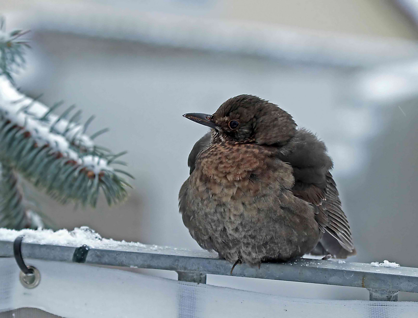 Amsel Weibchen