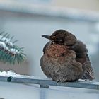 Amsel Weibchen