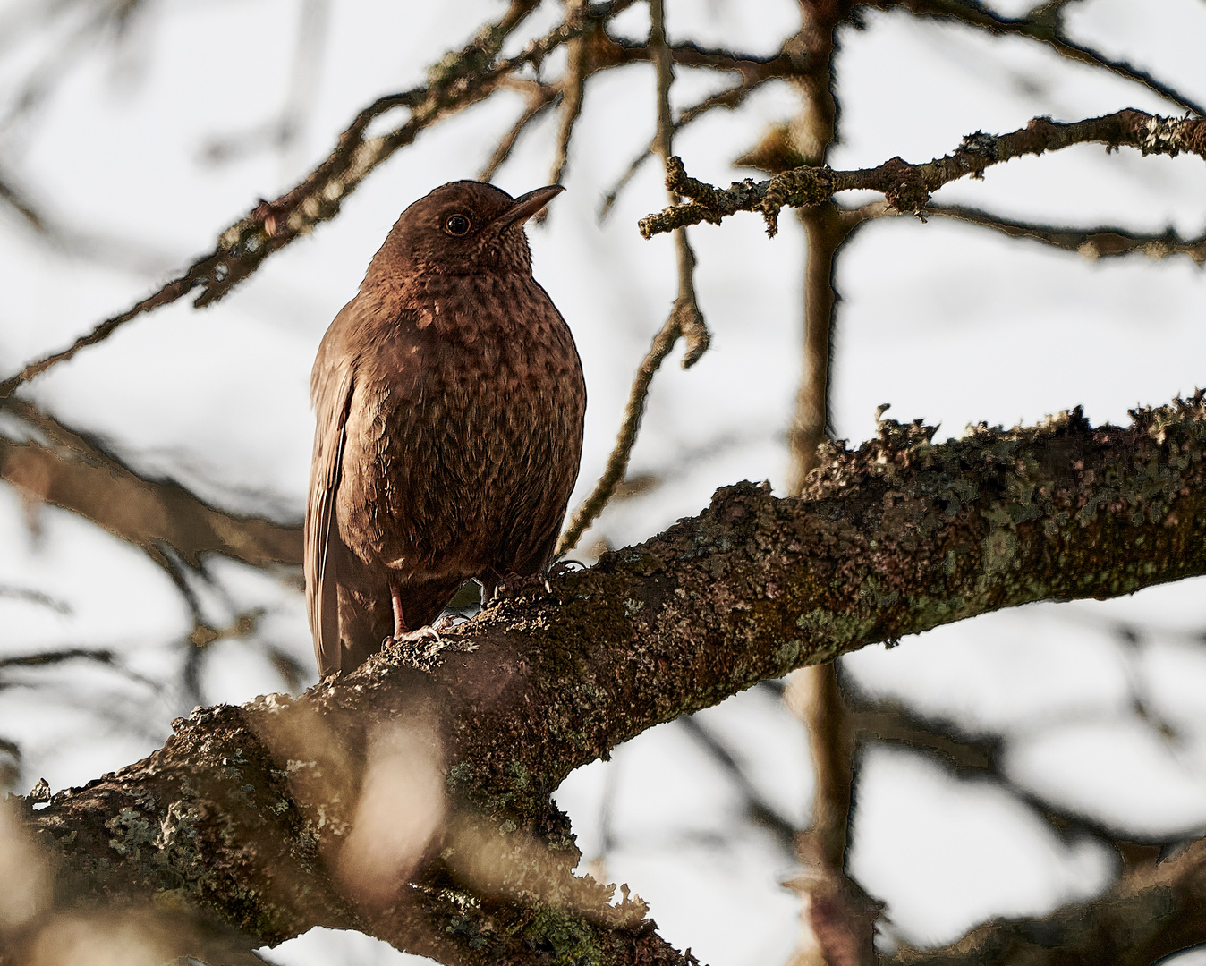 Amsel (Weibchen)...