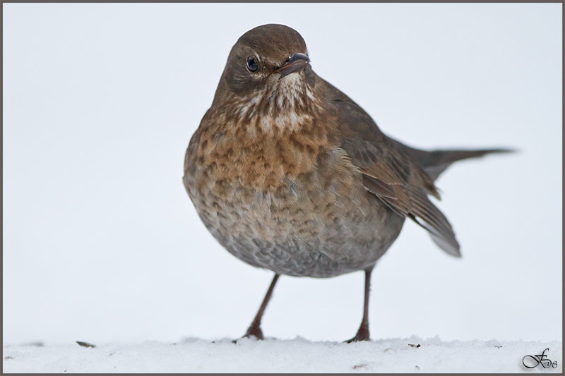 Amsel (Weibchen)