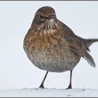 Amsel (Weibchen)