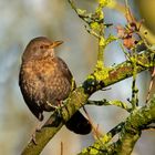 Amsel Weibchen