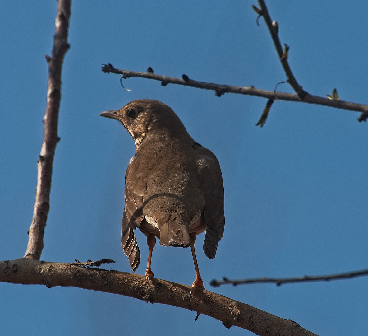 Amsel-Weibchen