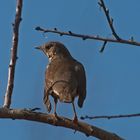 Amsel-Weibchen