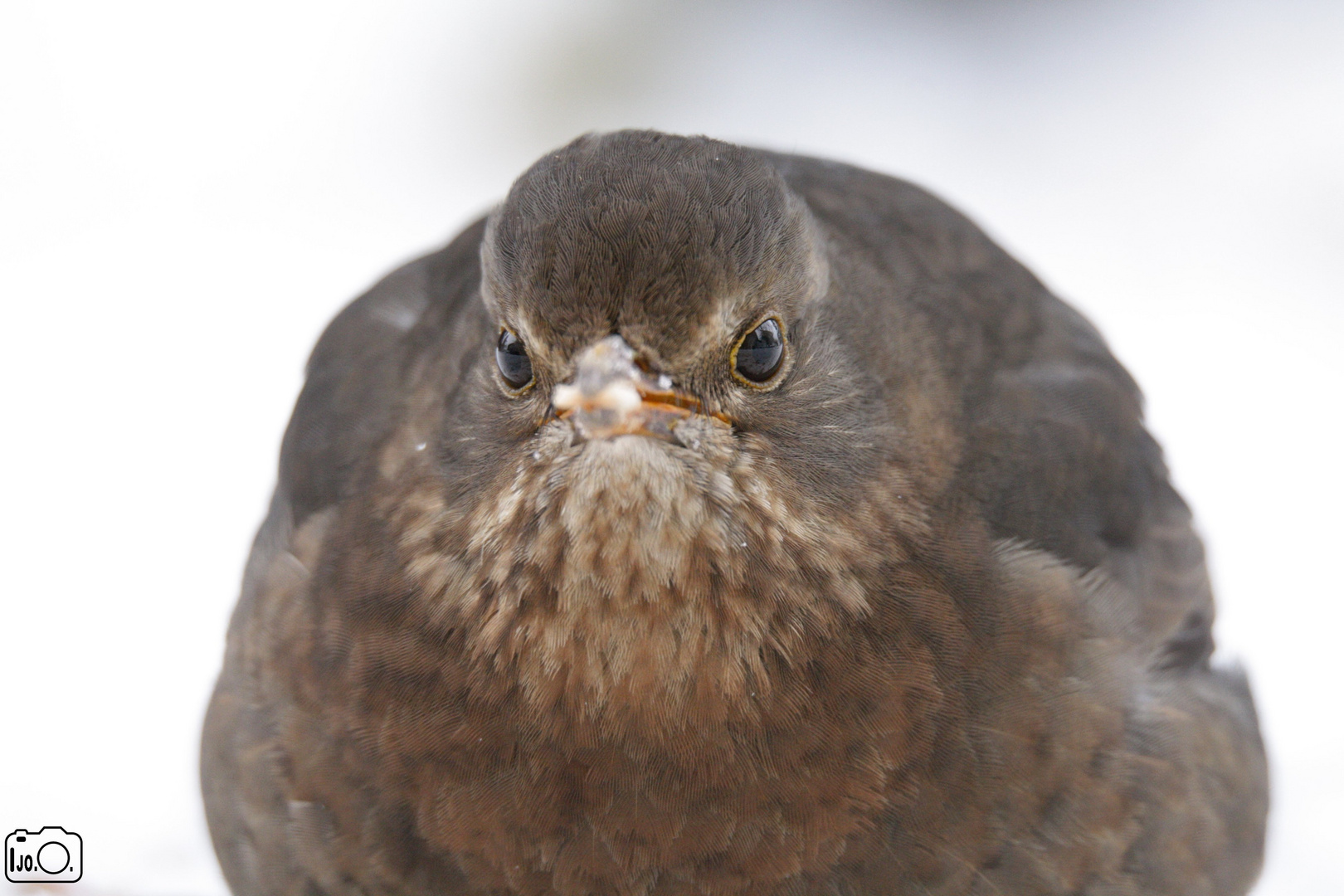 Amsel Weibchen