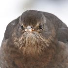 Amsel Weibchen