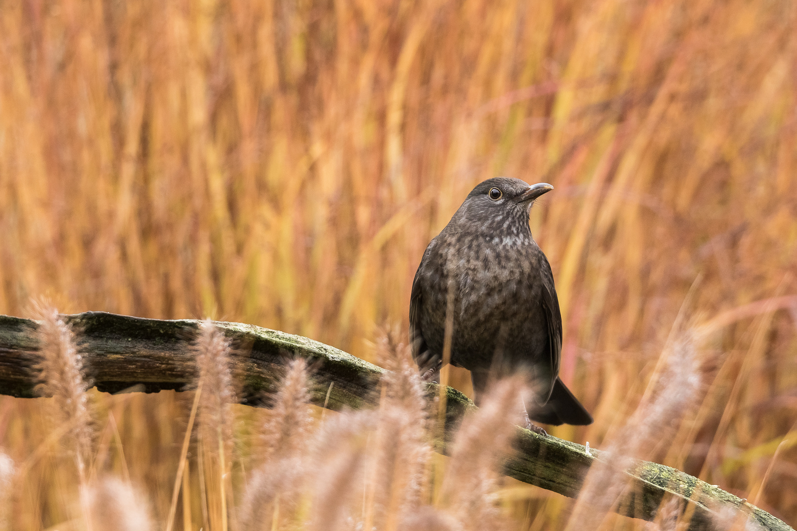 Amsel-Weibchen