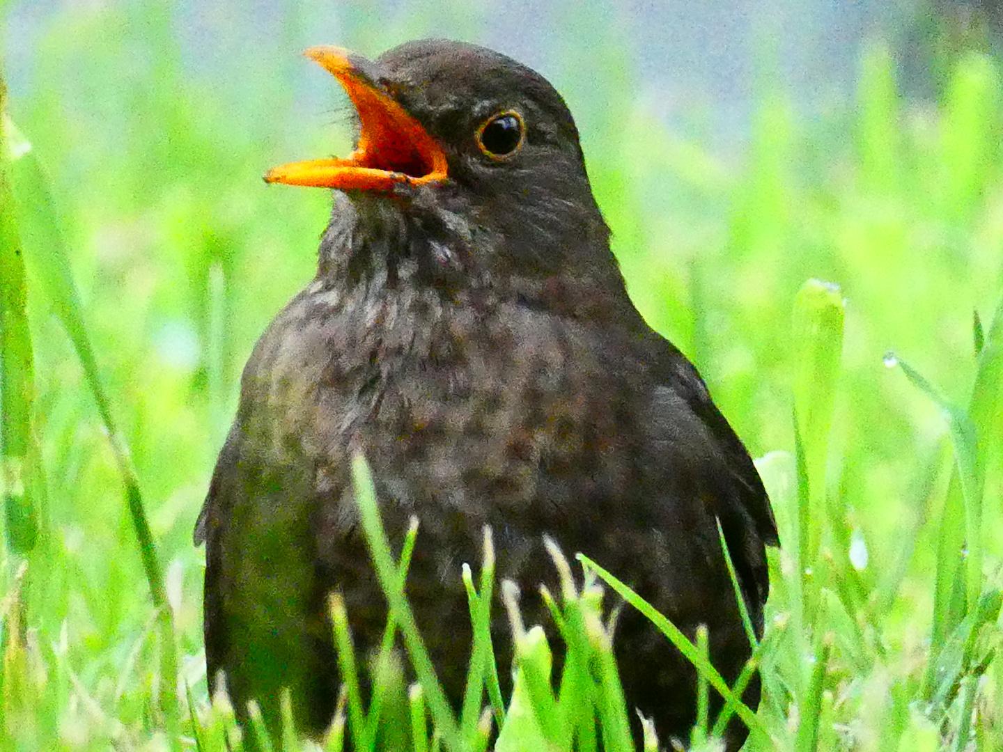 Amsel ( Weibchen )