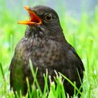 Amsel ( Weibchen )