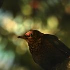 Amsel Weibchen