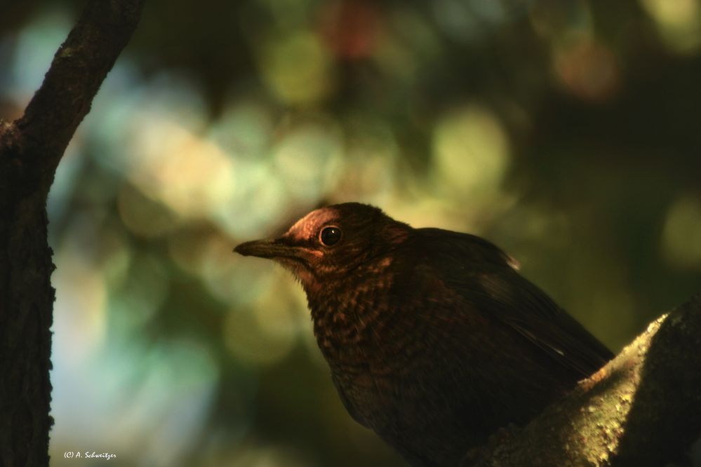 Amsel Weibchen