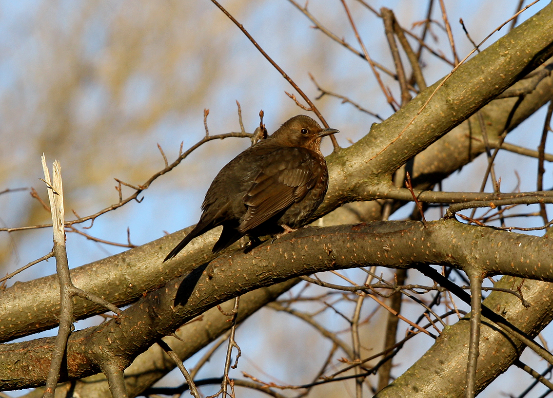 Amsel Weibchen