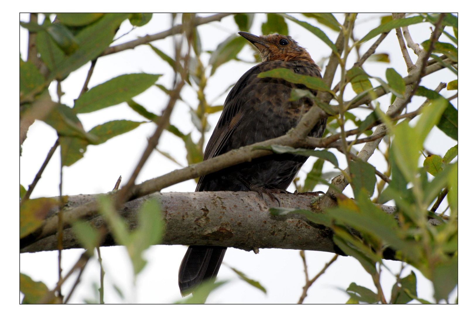 Amsel- Weibchen