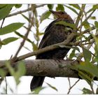 Amsel- Weibchen