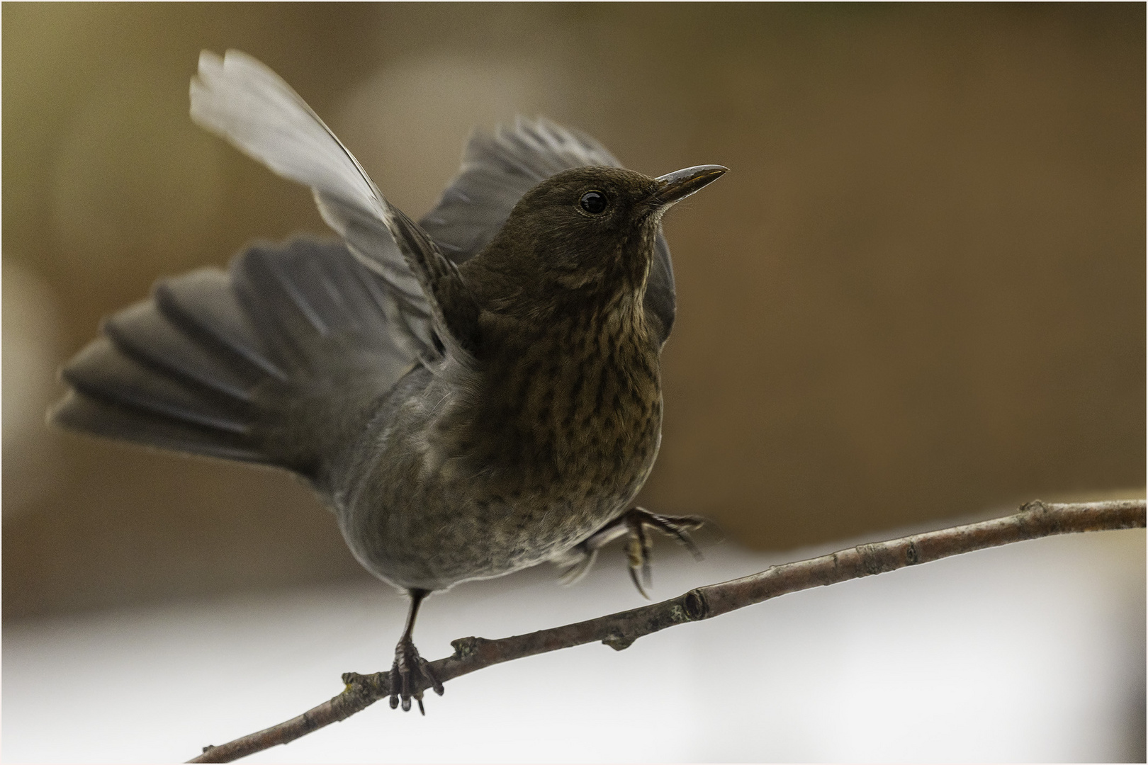 Amsel Weibchen