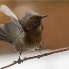 Amsel Weibchen