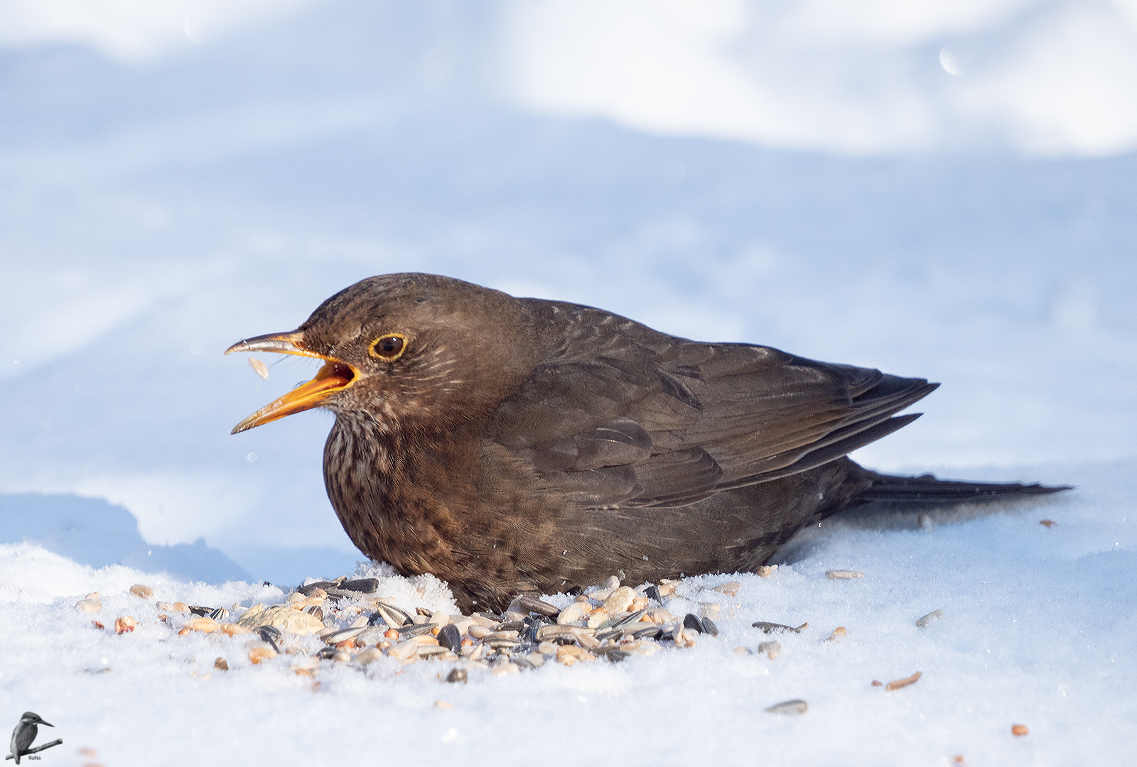 Amsel-Weibchen