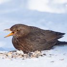 Amsel-Weibchen