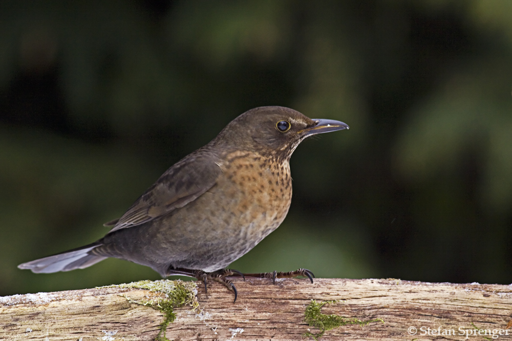 Amsel - Weibchen