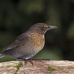 Amsel - Weibchen