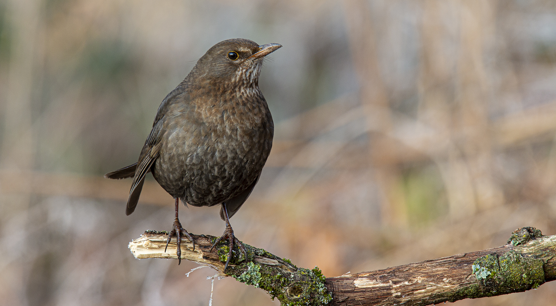 Amsel-Weibchen