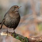 Amsel-Weibchen