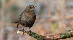 Amsel-Weibchen