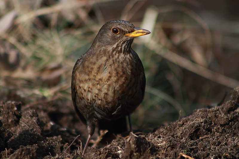 Amsel Weibchen