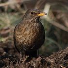 Amsel Weibchen