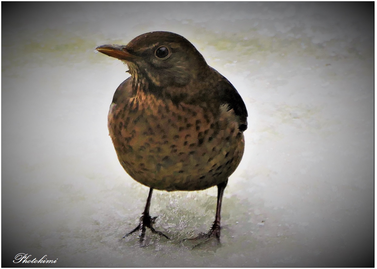 Amsel Weibchen auf dem Balkon